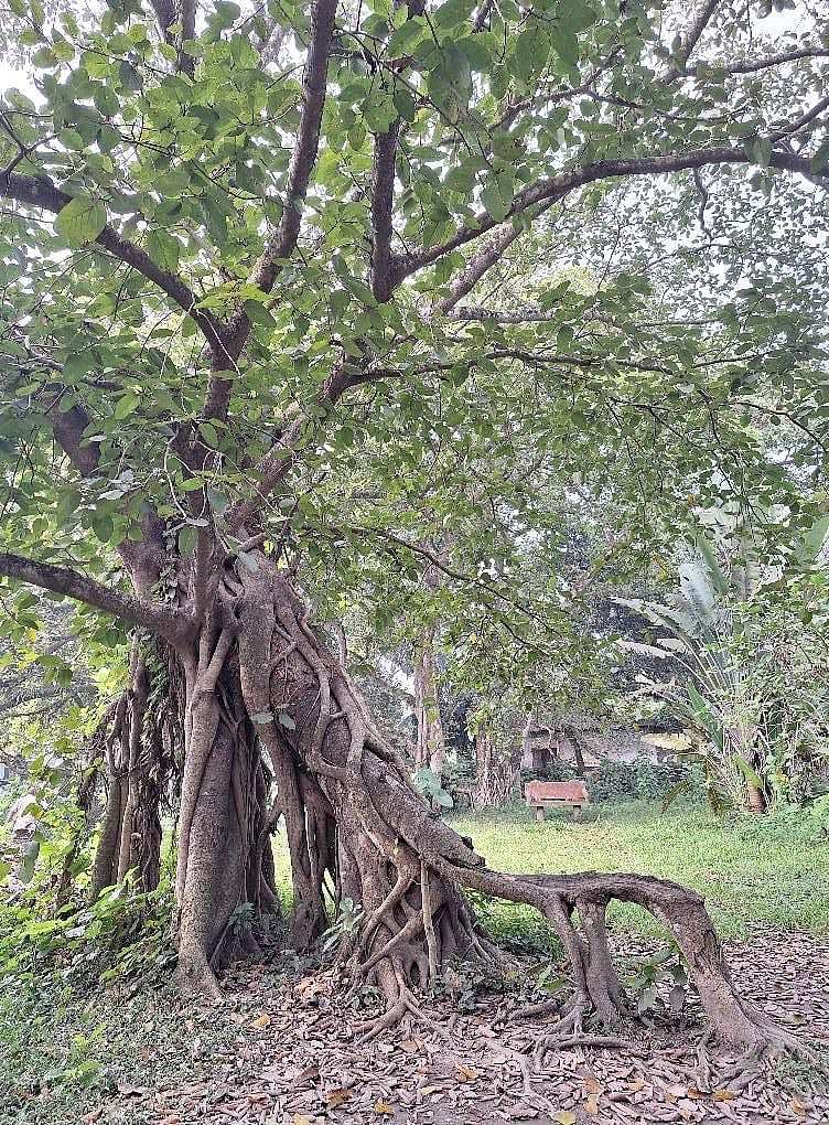 এশিয়া মহাদেশের প্রাচীন ও বৃহত্তম বটগাছ