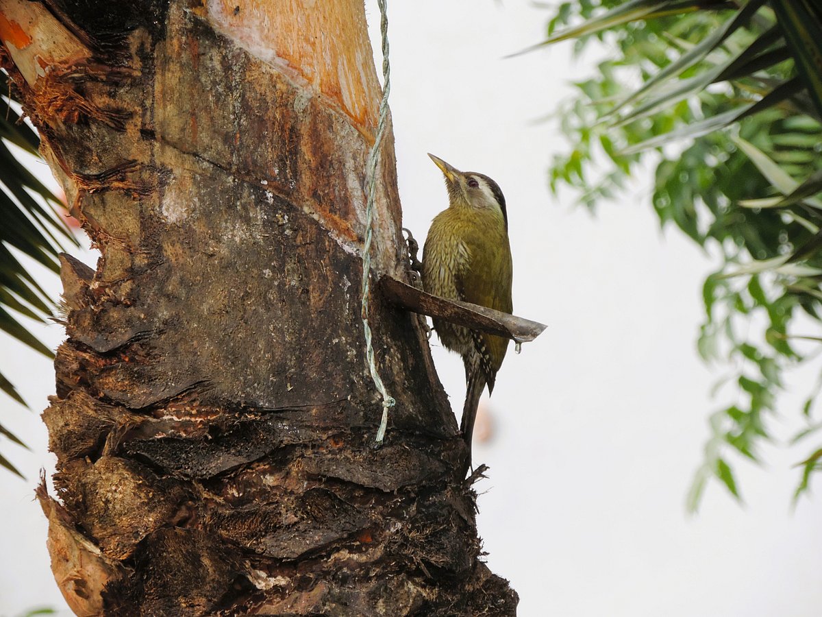 খেজুরের রস খেতে সকাল সকাল হাজির একটি পাখি 