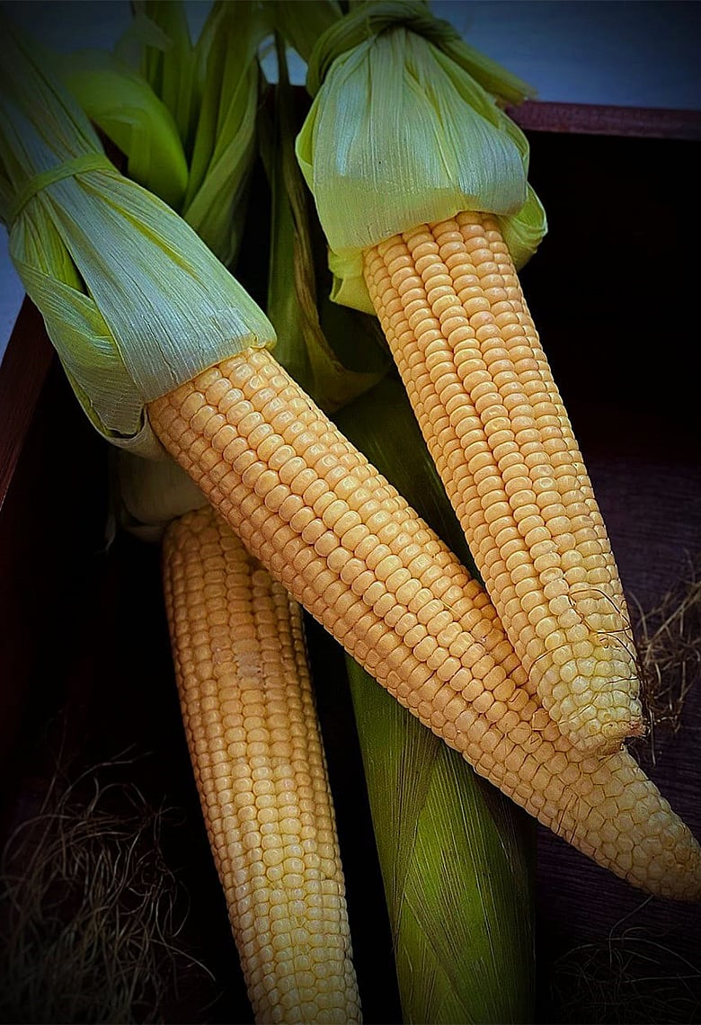 ফিট থাকতে ভুট্টা খাবেন যে কারণে