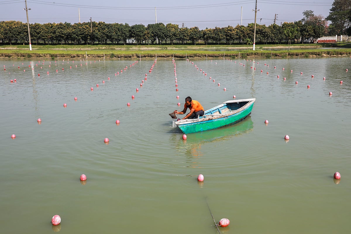 বাংলাদেশ মৎস্য গবেষণা ইনস্টিটিউটের পুকুরের স্বাদুপানিতে মুক্তা চাষে ব্যস্ত এক শ্রমিক।
