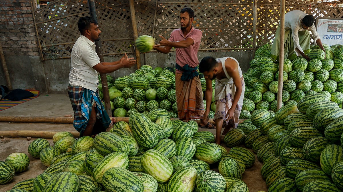 তরমুজ গুনছেন শ্রমিকেরা