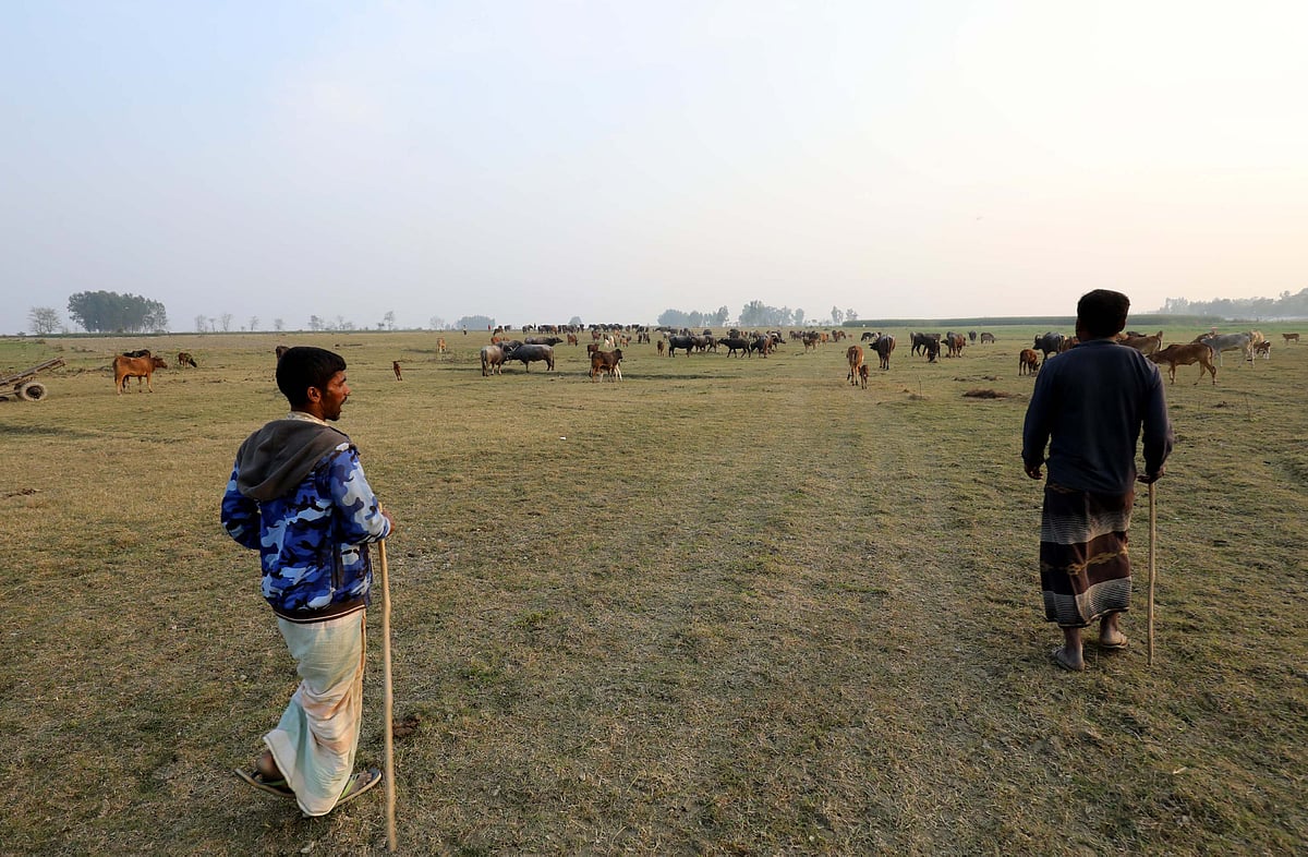 যমুনার চরাঞ্চলের বাথানে গরু–মহিষের দেখাশোনা করছেন দুই ব্যক্তি 
