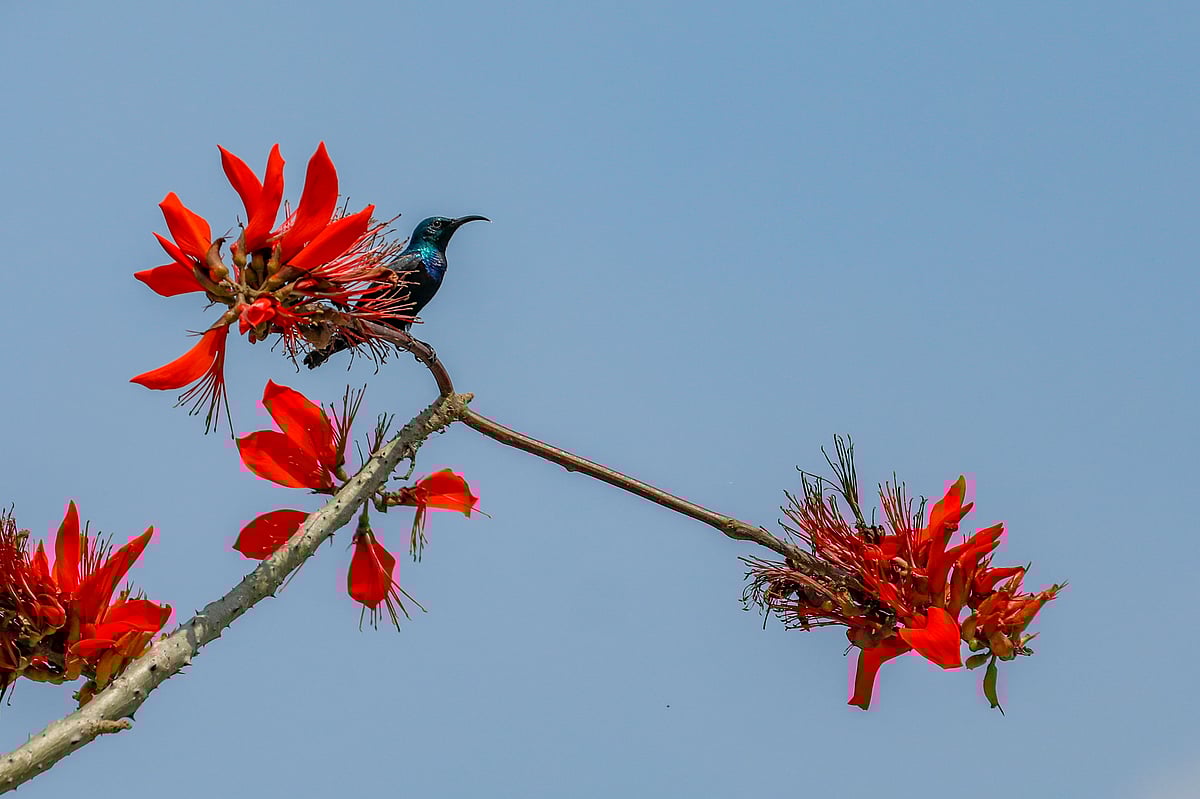  ছবি: সাদ্দাম হোসেন 