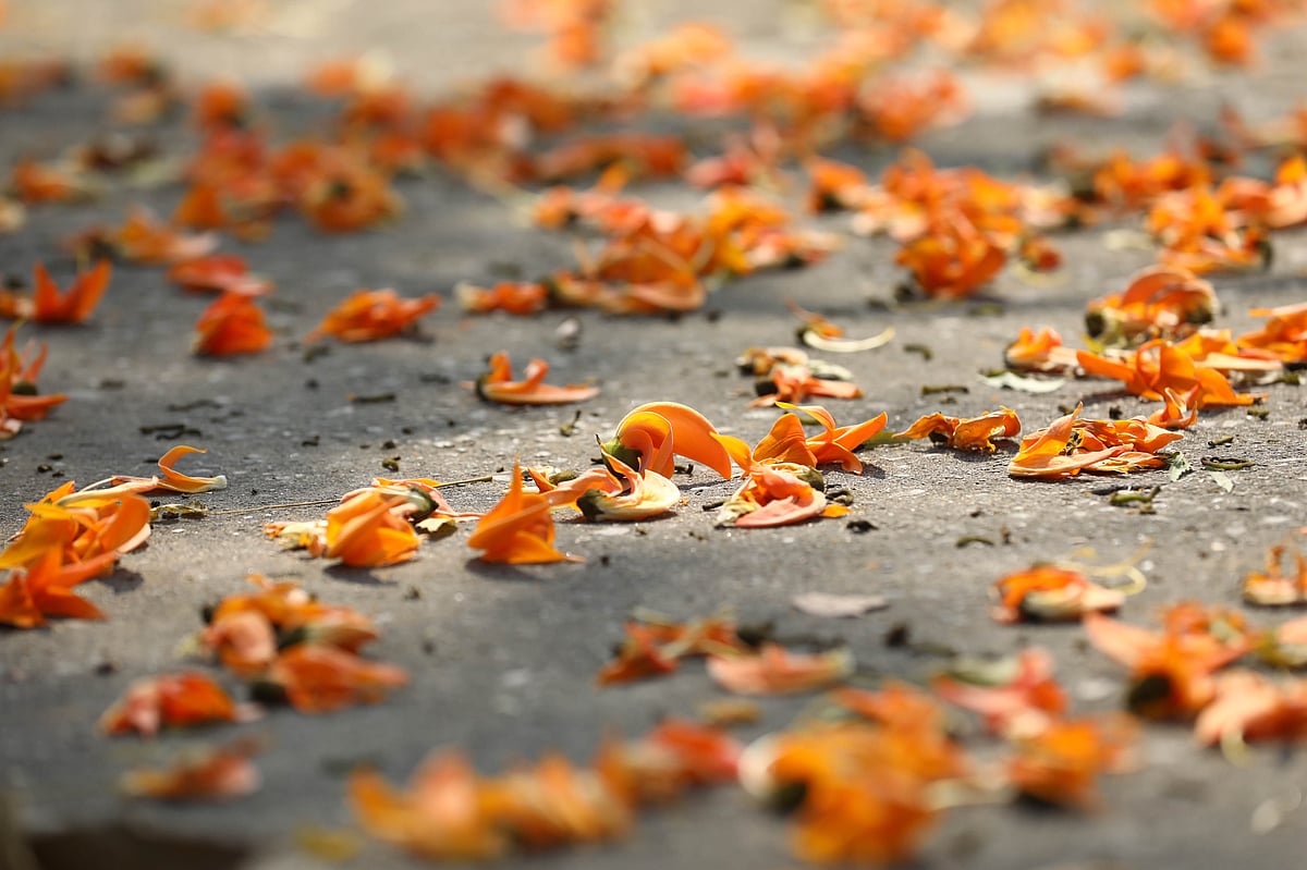 ছবি: আনিস মাহমুদ 