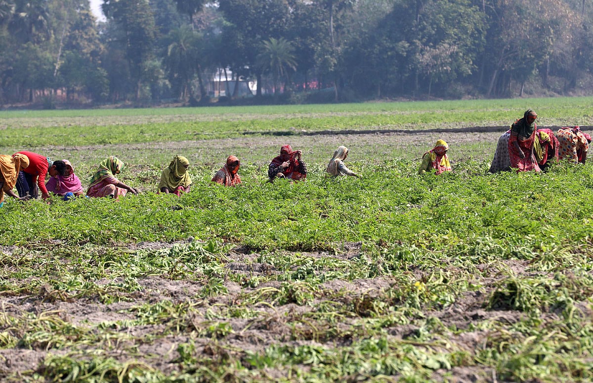 আলু তোলায় ব্যস্ত একদল নারী  