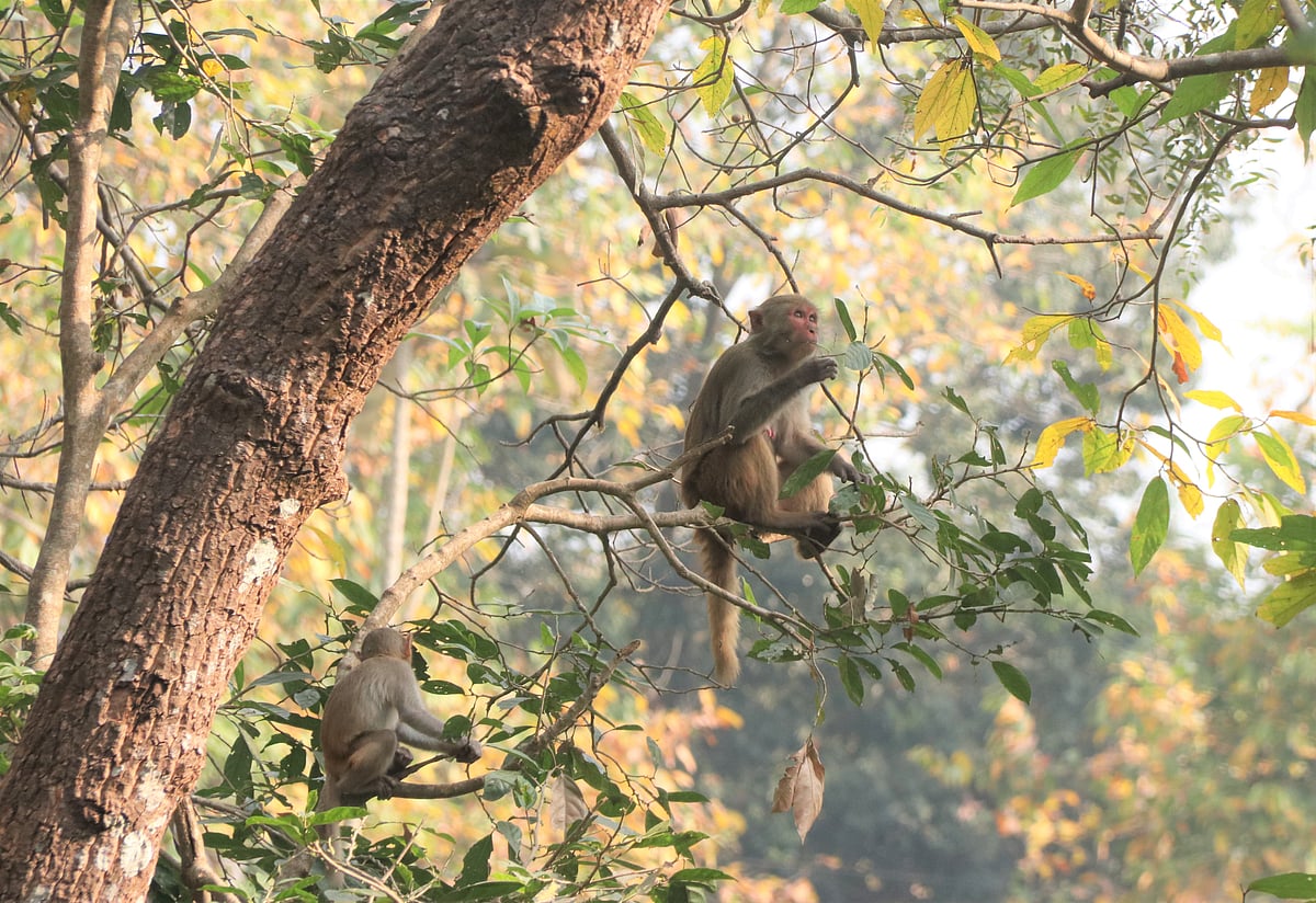 ছবি: সুপ্রিয় চাকমা