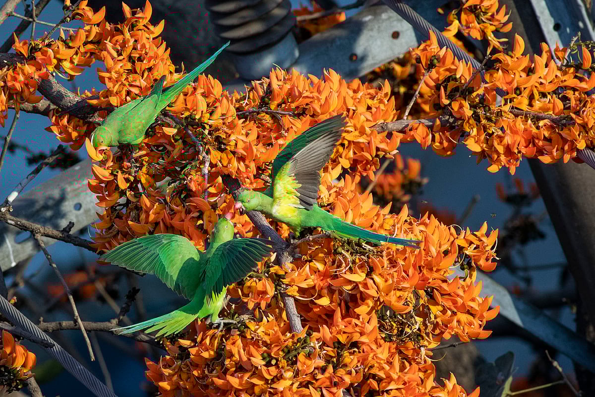 লড়ায়ে মেতেছে দুটি টিয়া