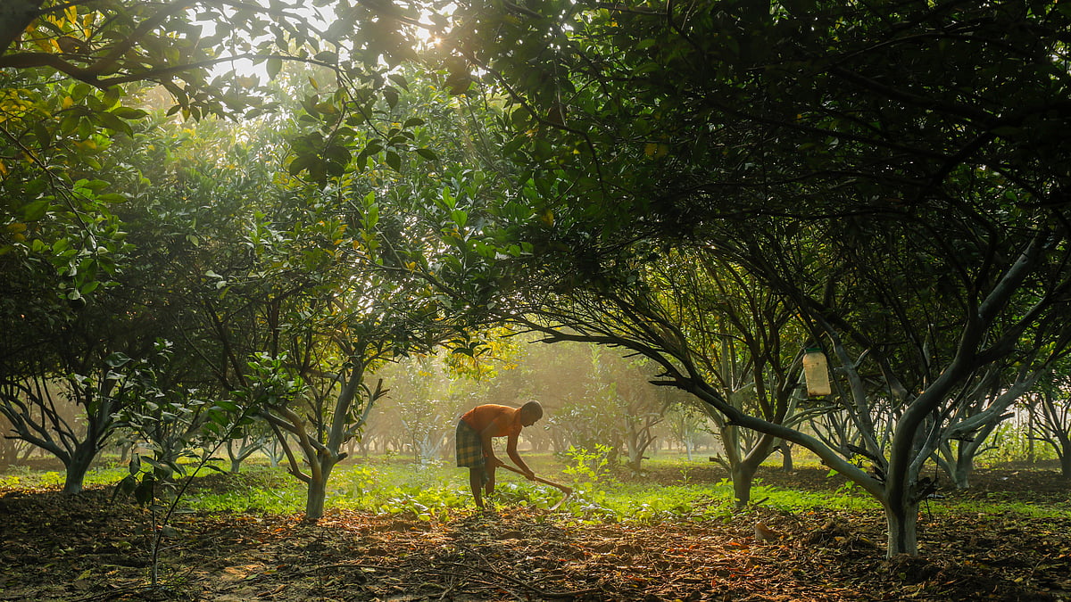 সজলের দেশি মাল্টাবাগানে পরিচর্যায় ব্যস্ত শ্রমিক।