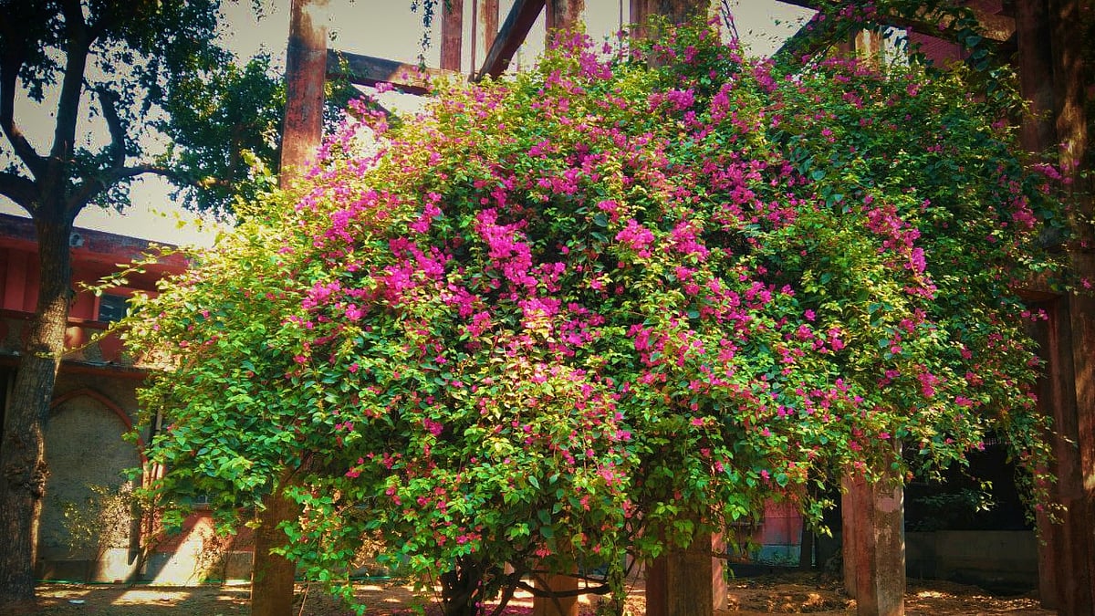 ছবি: তানজিলা রুমা