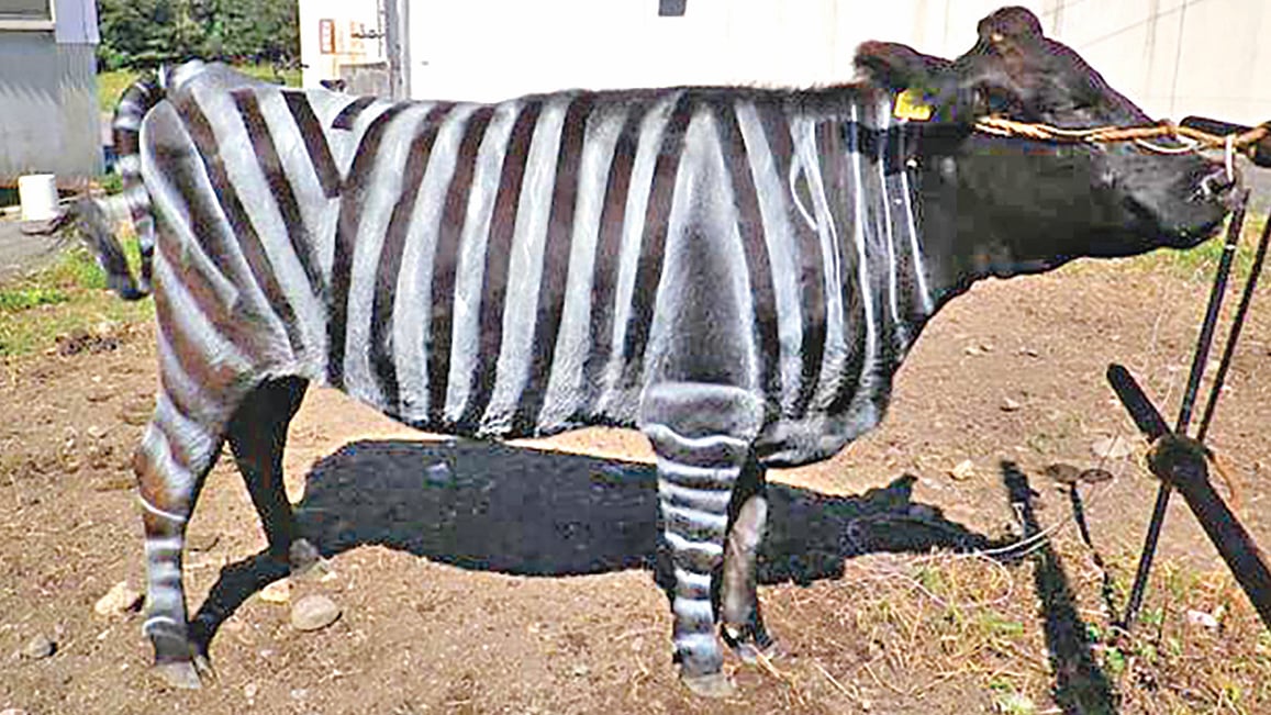 ছবি: প্লস ওয়ান