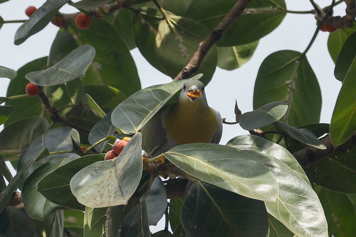 বট ফল মুখে এক হরিয়াল পাখি।