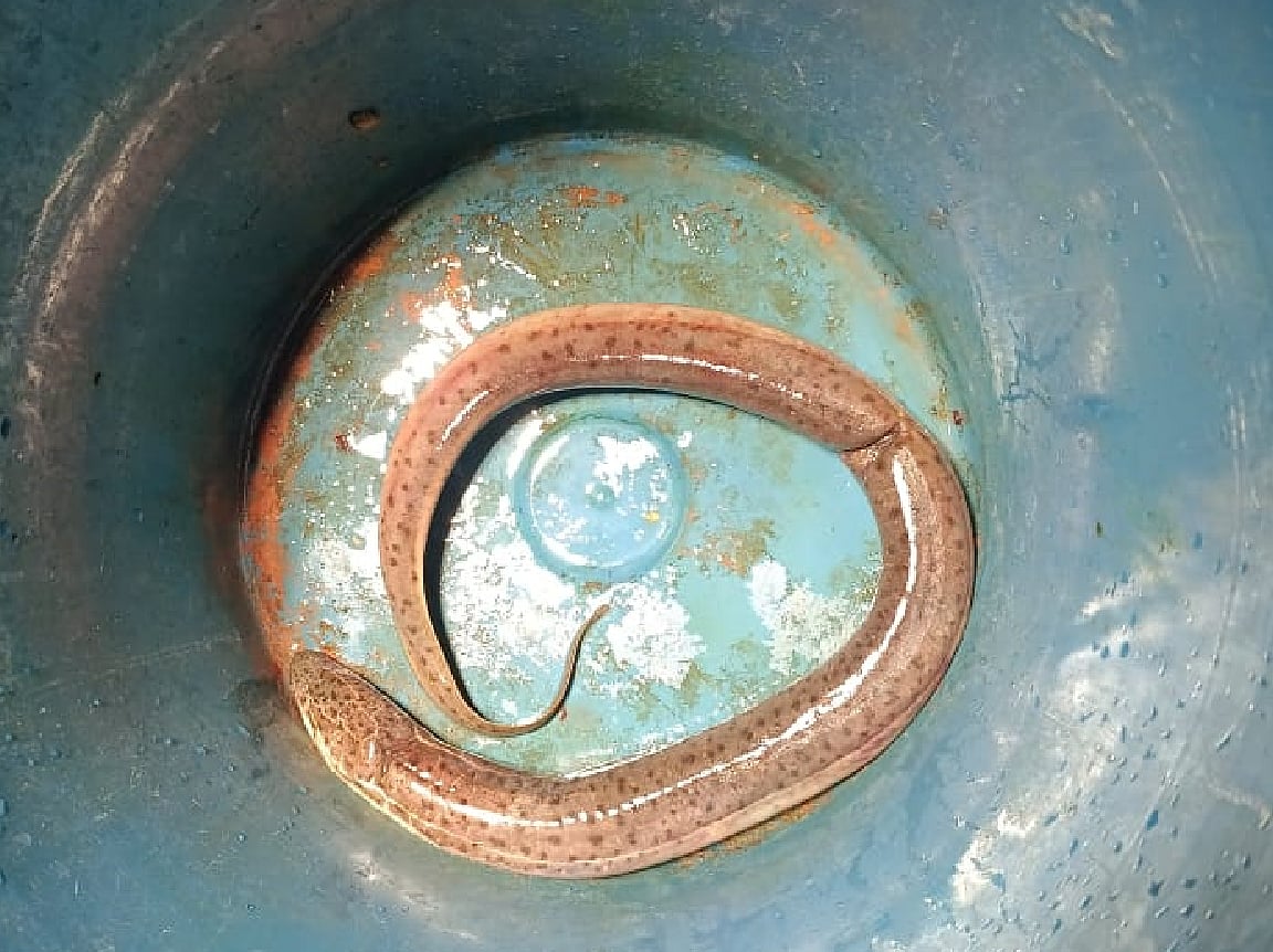 যশোর-খুলনার কুঁচিয়া যাচ্ছে চীন-তাইওয়ানে
