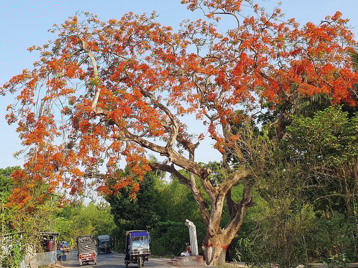 ছবি: এম রাশেদুল হক 