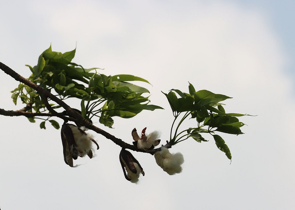 সবুজ পাতার নিচে থোকায় থোকায় শিমুলের তুলা।