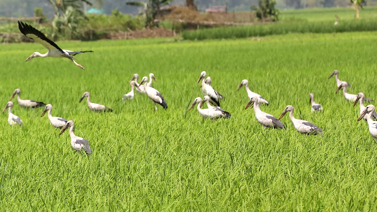 ছবি: সোয়েল রানা 