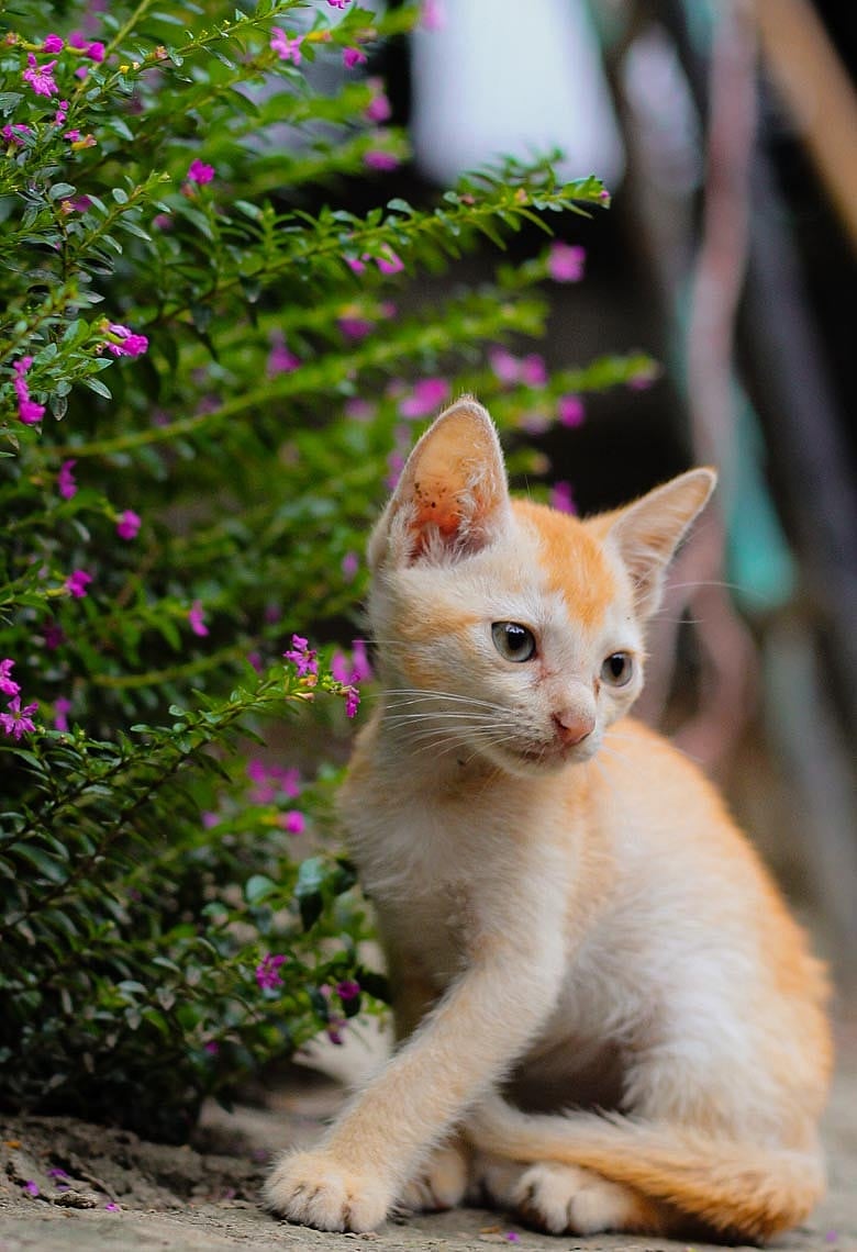 গরমে বিড়ালছানাকে সুস্থ রাখতে হলে যা করতে হবে