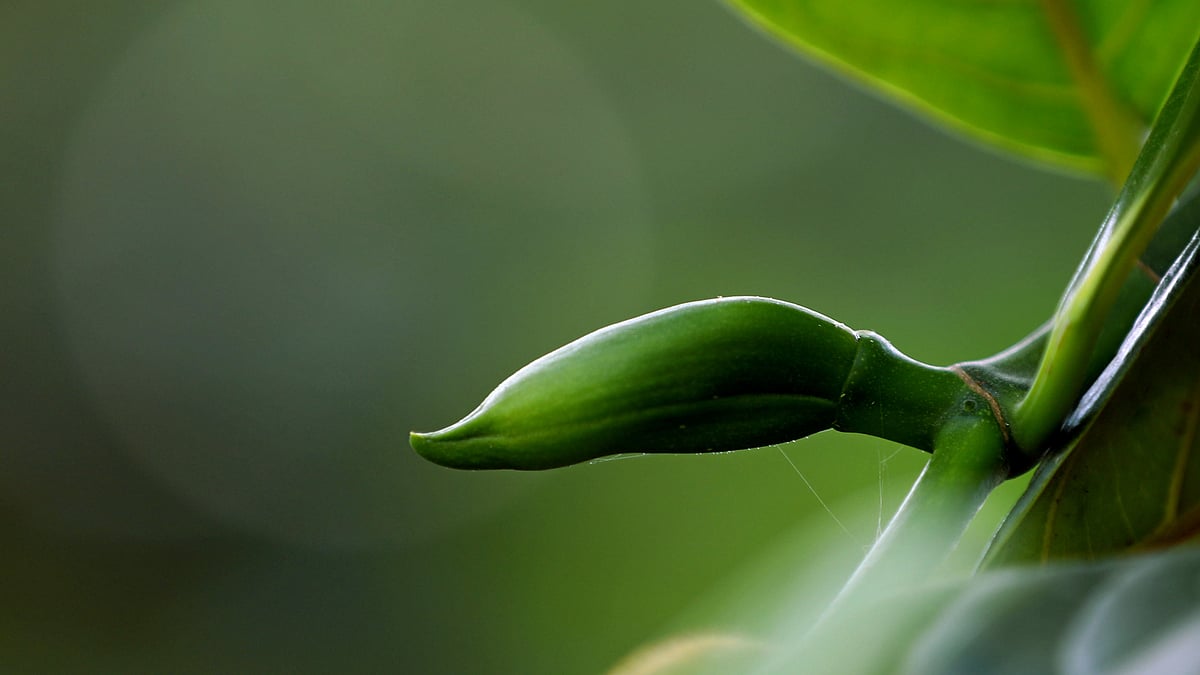 কাঁঠালের সবুজ মুছি