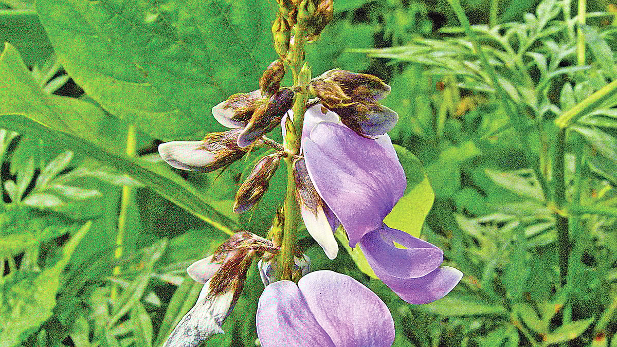 ছবি: লেখক