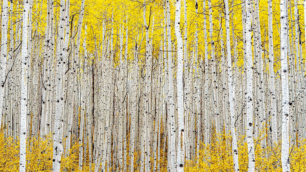 অ্যাসপেন গাছের সারি দেখে মনে হয় দক্ষ শিল্পীর আঁকা কোনো শিল্পকর্ম। যুক্তরাষ্ট্রের কলোরাডো থেকে ছবিটি তুলেছেন রবার্ট জে রস