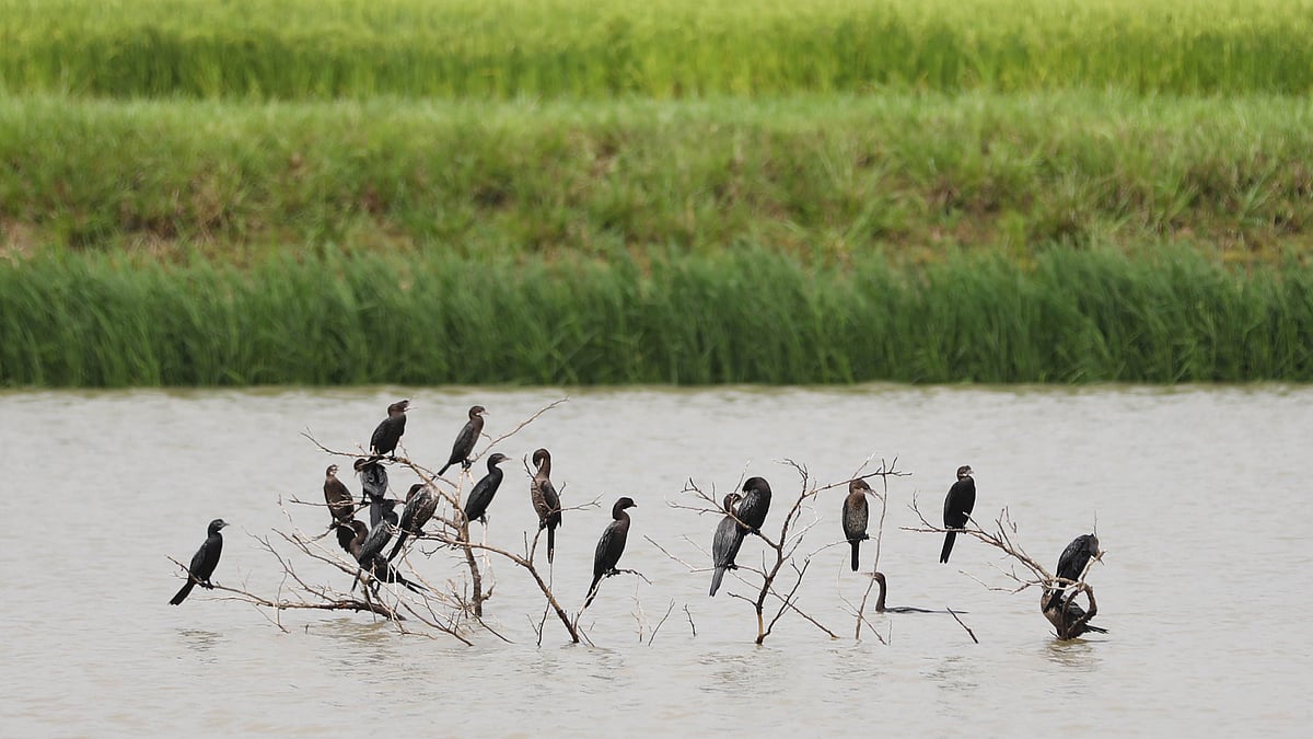 ছবি: আনিস মাহমুদ