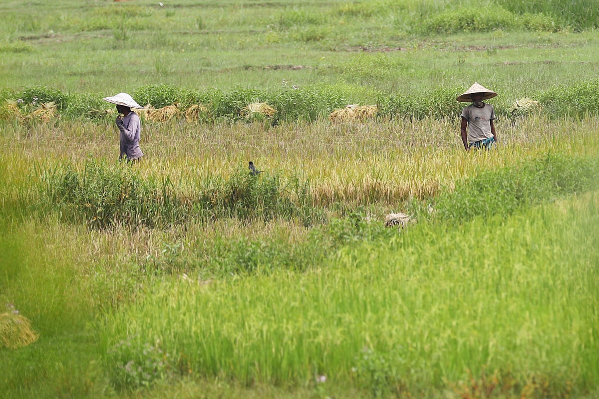 মাথাল মাথায় দিয়ে হাওরে ধান কাটছেন দুই কৃষক। 