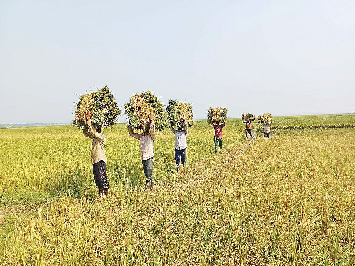 হাওরে ধান কাটায় খুশির আমেজ | প্রথম আলো