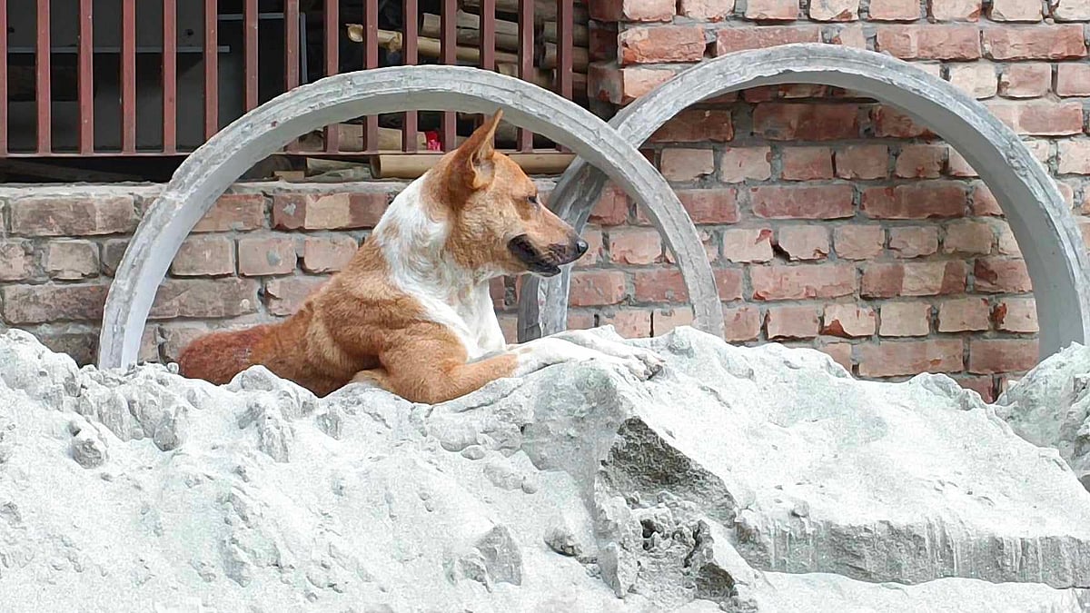 প্রতীকী ছবি