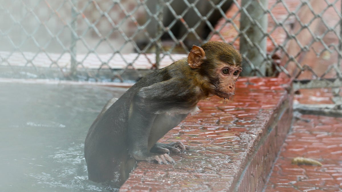 পানিতে ডুব দিয়ে শীতল হওয়ার চেষ্টা এই বানরের