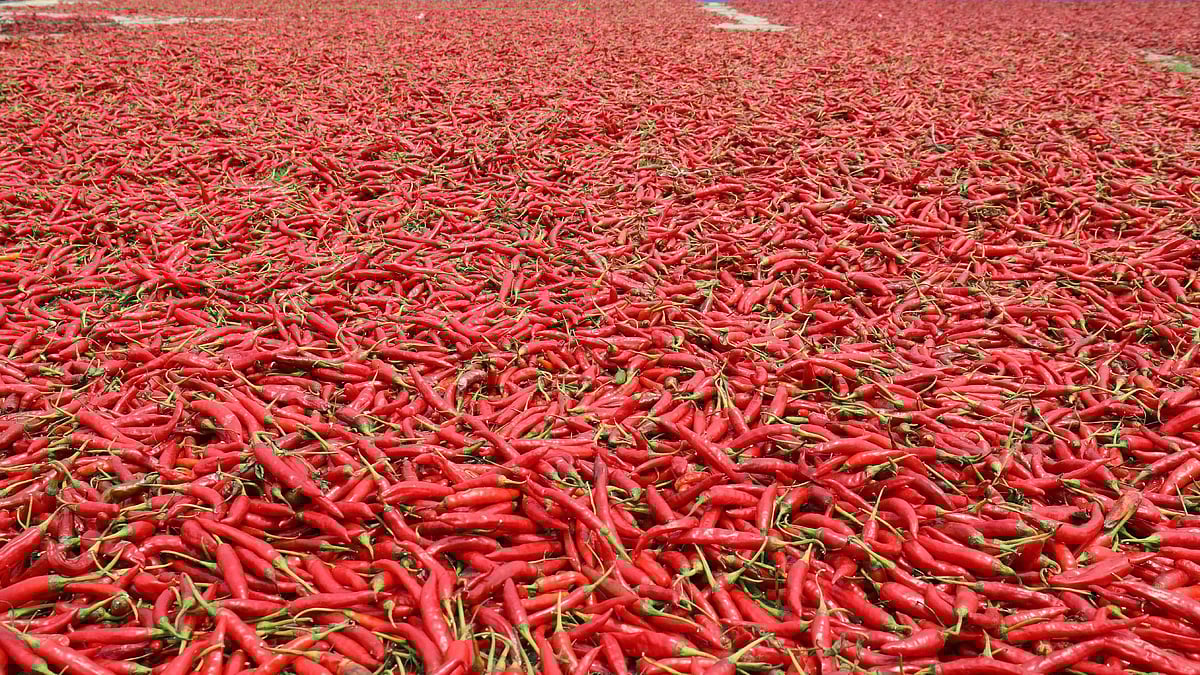 যমুনা নদীর ভাঙন রক্ষায় নির্মিত গ্রোয়েন বাঁধে শুকাতে দেওয়া হয়েছে সারা দেশে সুনাম ছড়ানো বগুড়ার লাল মরিচ। এ বছর সারিয়াকান্দি উপজেলায় মরিচের আবাদ হয়েছে ৩ হাজার ৩৫০ হেক্টর জমিতে 