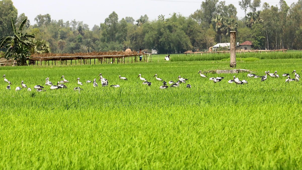 দেশীয় প্রজাতির পাখি শামুকখোল। বোরো ধানখেতে খাবার খাচ্ছে একঝাঁক শামুকখোল পাখি।