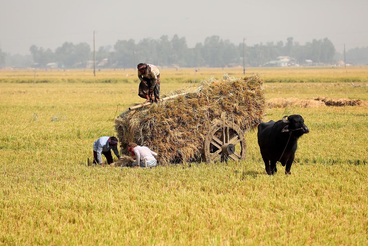 মহিষের গাড়িতে বোরো ধান তুলছেন কৃষকেরা। 