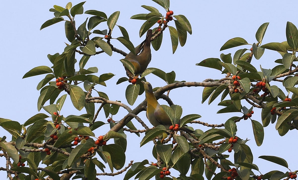  ছবি: সোয়েল রানা 