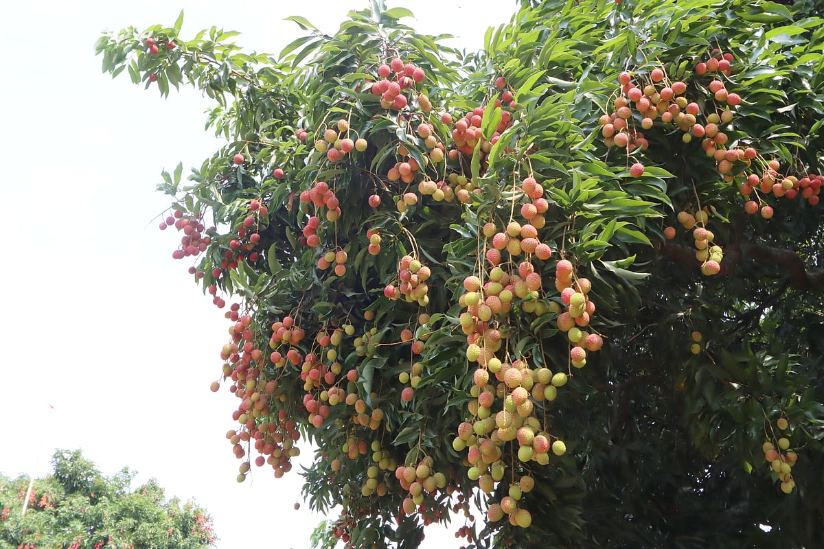 গাছে ঝুলছে টসটসে লিচু।