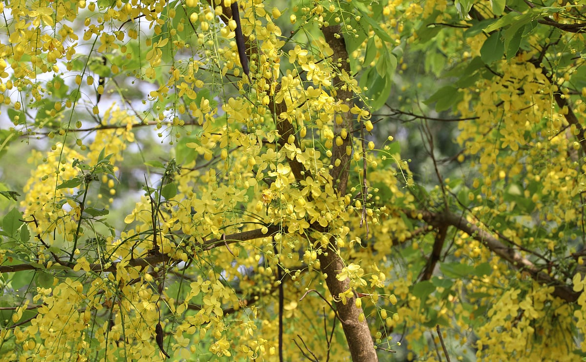 গাছে শোভা পাচ্ছে থোকা থোকা সোনালু ফুল।
