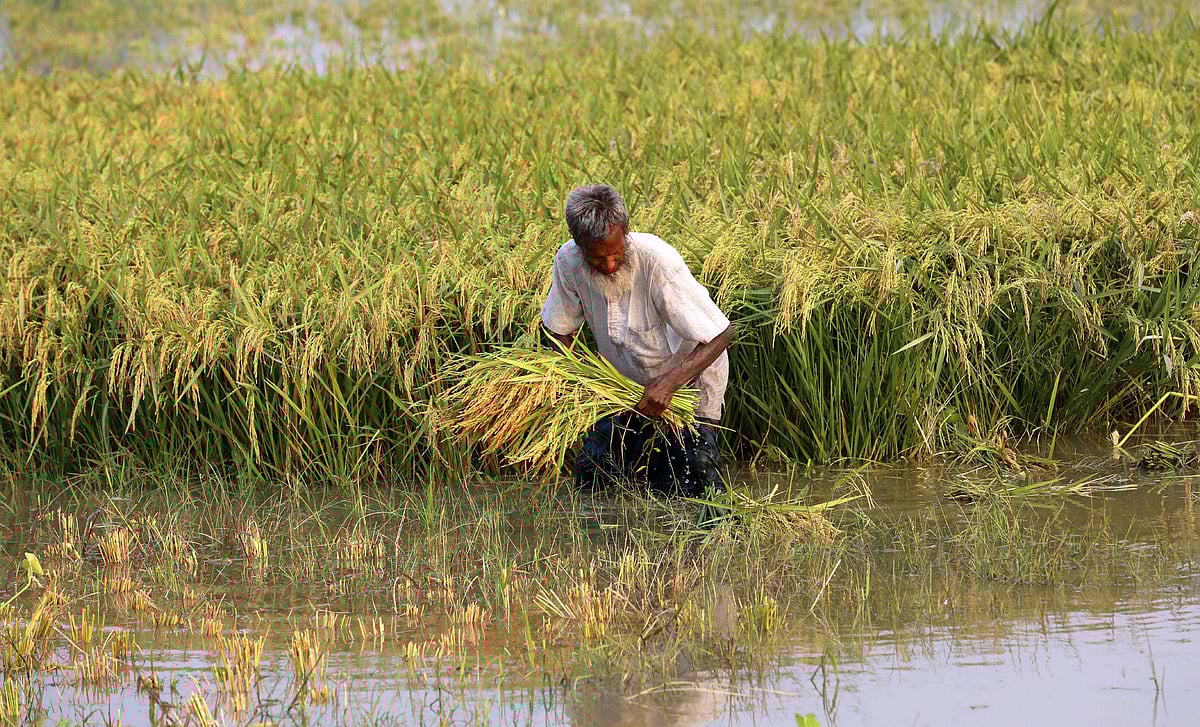 বৃষ্টিতে পানি জমেছে পাকা ধানখেতে। হাঁটুপানি মাড়িয়ে ধান কাটছেন এক কৃষক। 