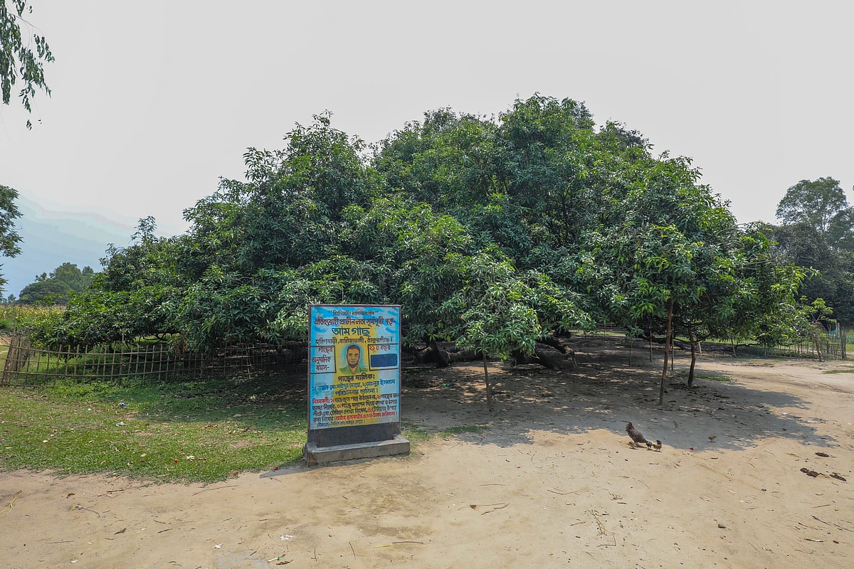 প্রায় দুই বিঘা জমিজুড়ে রয়েছে এই লতা সূর্যপুরী আমগাছ। 