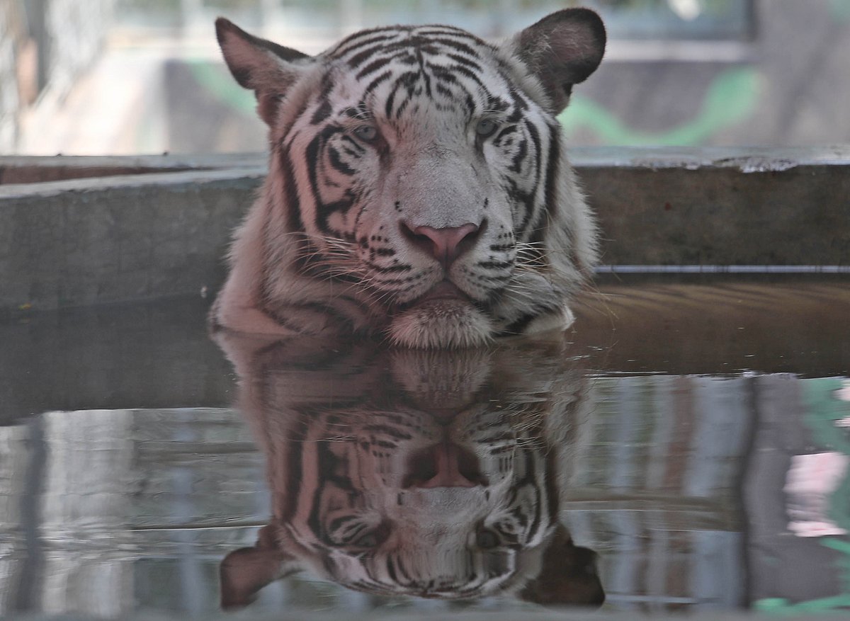 শরীর জুড়াতে পানিতে বসে আছে সাদা বাঘ।