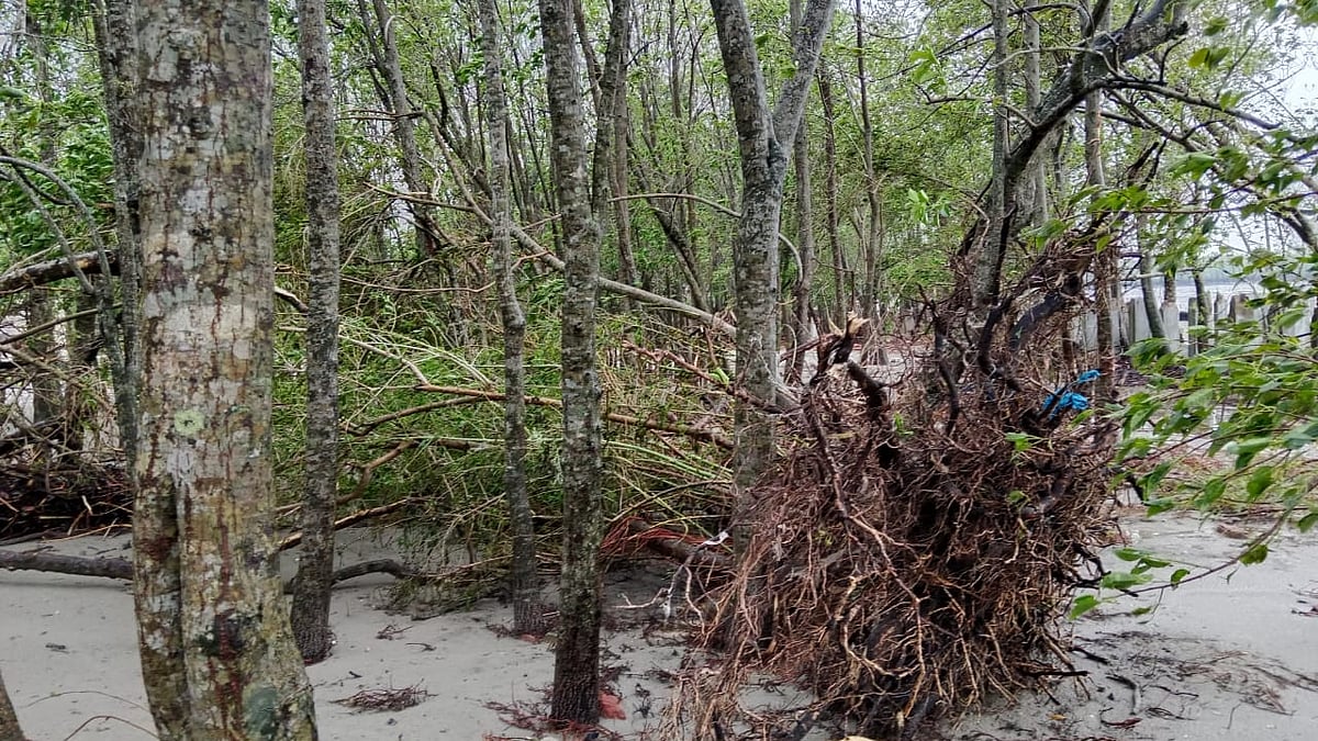 ফাইল ছবি: প্রথম আলো