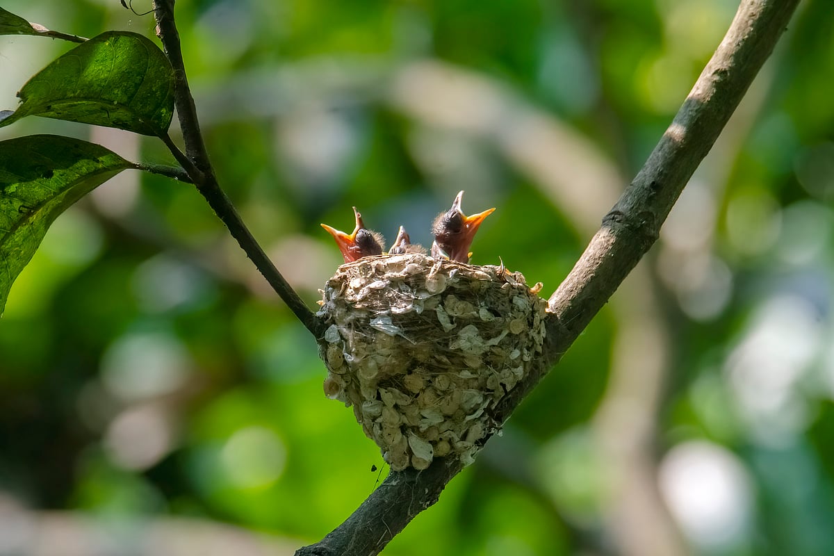 খাবারের জন্য সারা দিন ডাকাডাকি করে তারা।