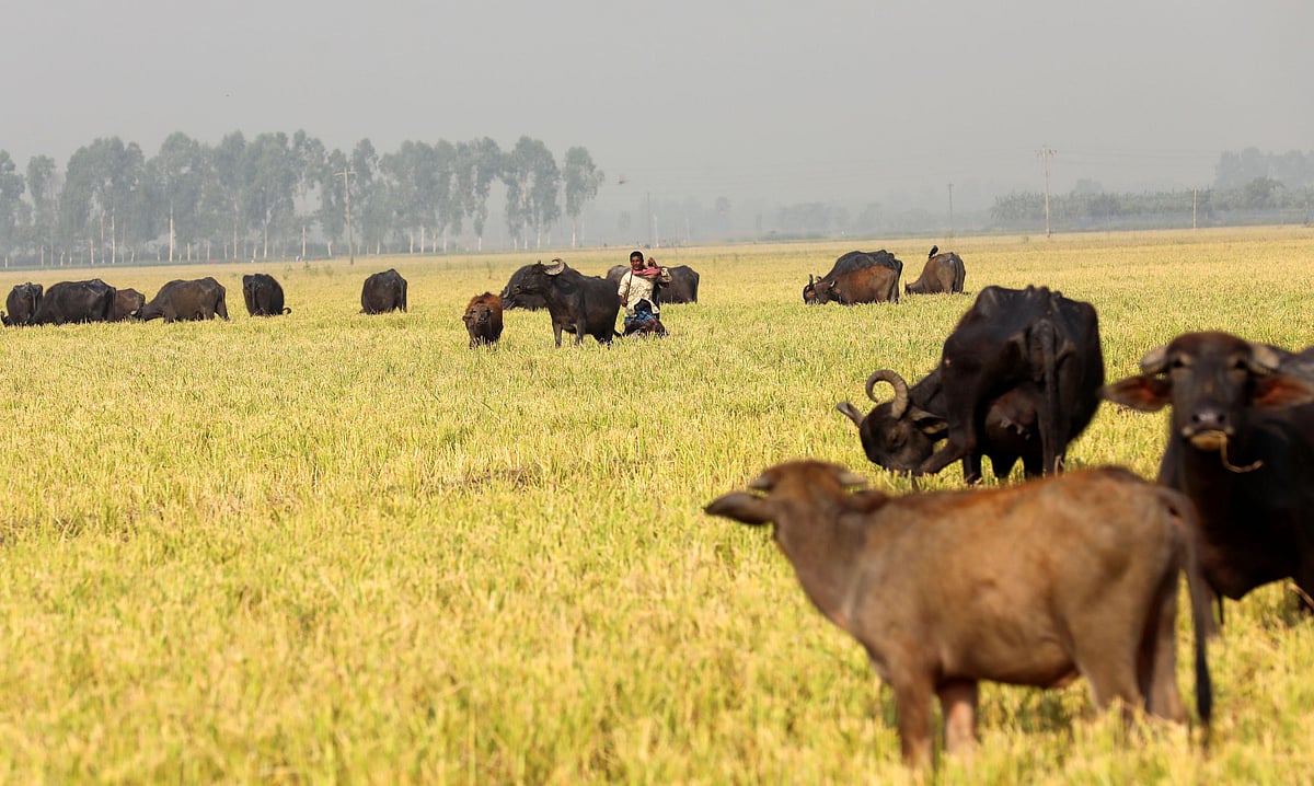 চলনবিলের জমিতে বোরো ধান কাটা প্রায় শেষ। এখন সেখানে মহিষ চড়াতে এনেছেন রাখালেরা।