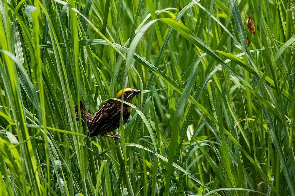 বাসা বুনতে ঘাস সংগ্রহ করছে বাবুই পাখি 