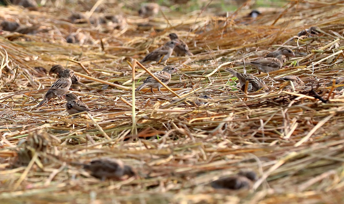 খড়কুটো থেকে শস্যদানা খুঁজে খাচ্ছে একঝাঁক চড়ুই পাখি।