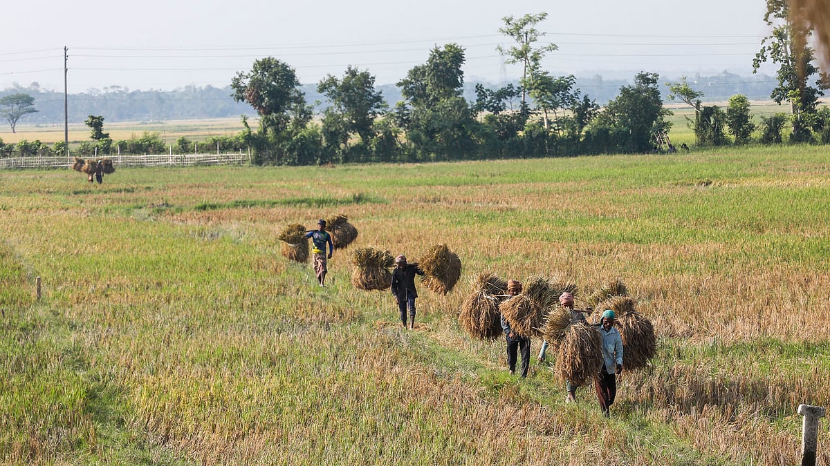 জমির আল ধরে দল বেঁধে ধান নিয়ে আসেন কৃষকেরা