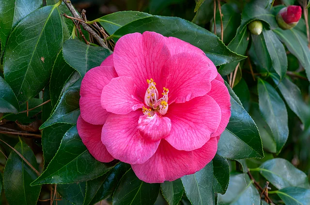 এই ক্যামেলিয়ার প্রেমে মজেছিলেন কবি
