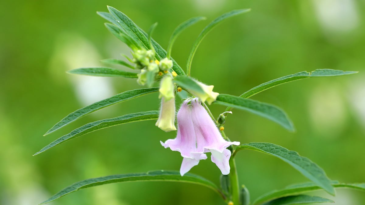 ফুটেছে তিল ফুল।