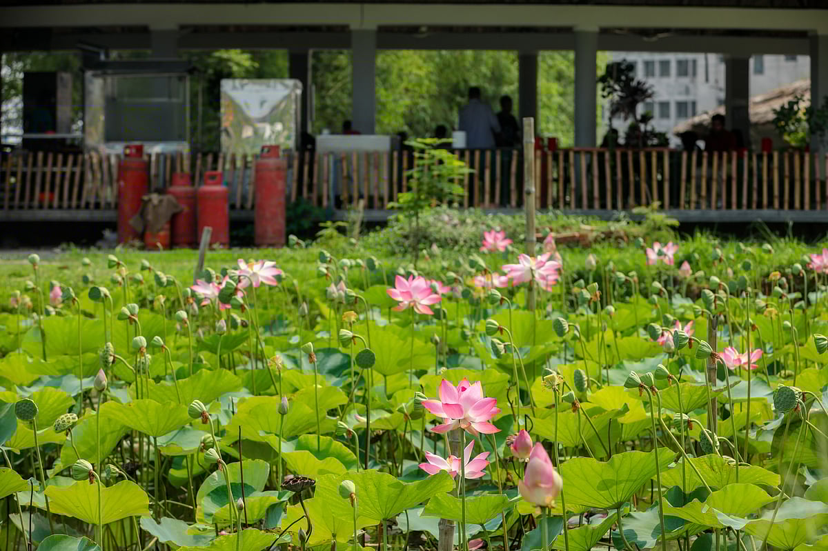 জলাশয়ে ফুটে আছে পদ্ম ফুল।