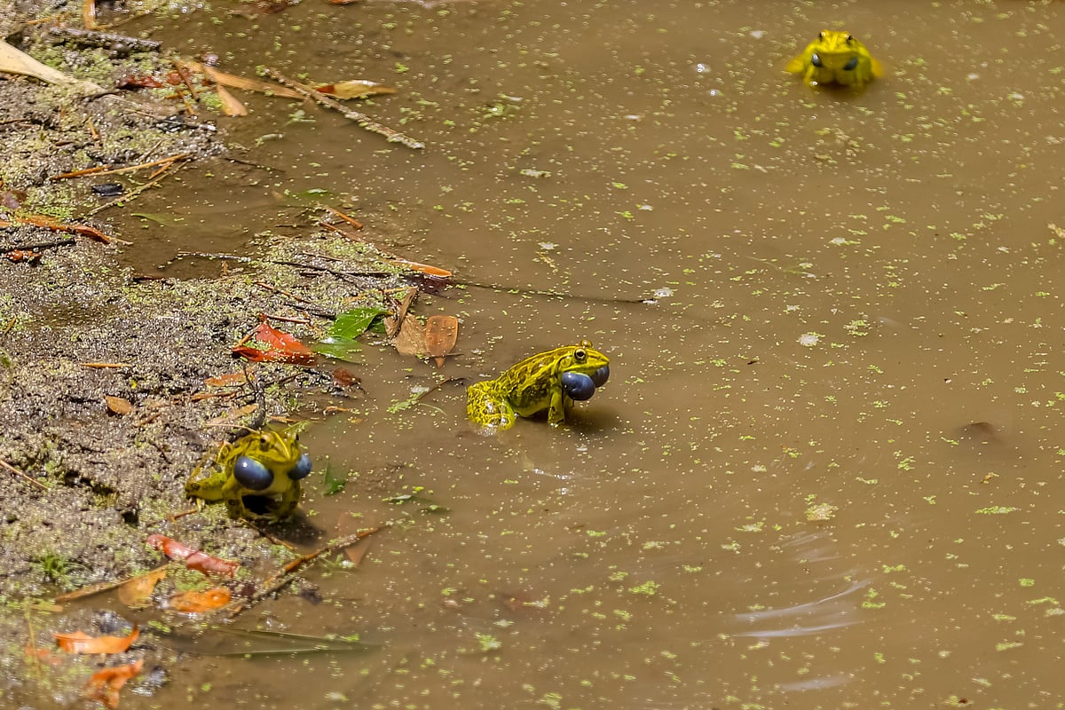 গাল ফুলিয়ে একসঙ্গে ডাকছে তিনটি ব্যাঙ।