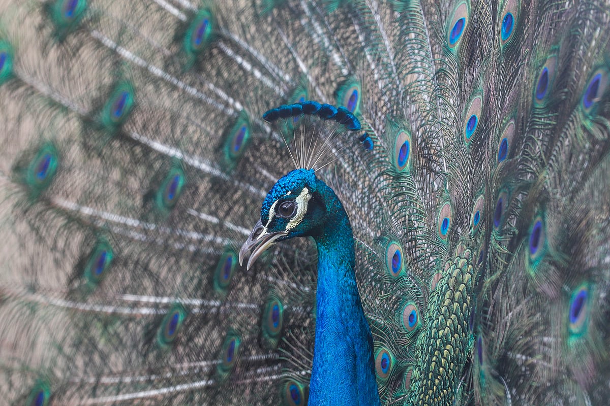 পেখম খোলার সময় ডেকে উঠছে ময়ূরটি