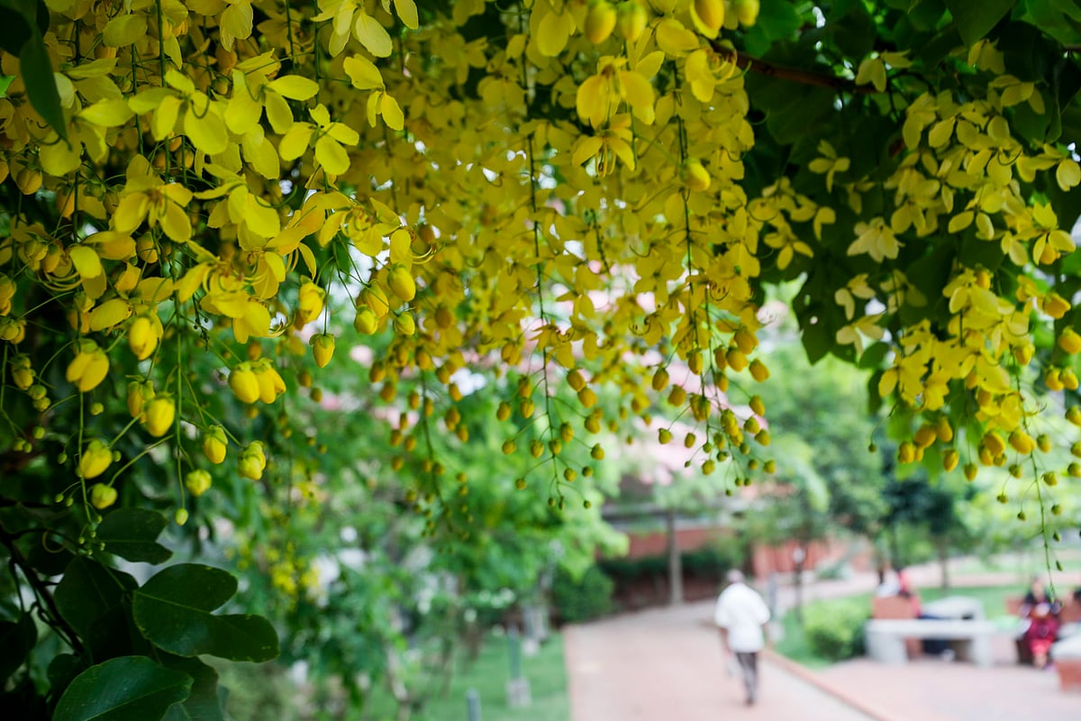 গাছে ঝুলে থাকা সোনালু নজর কাড়ে সবার