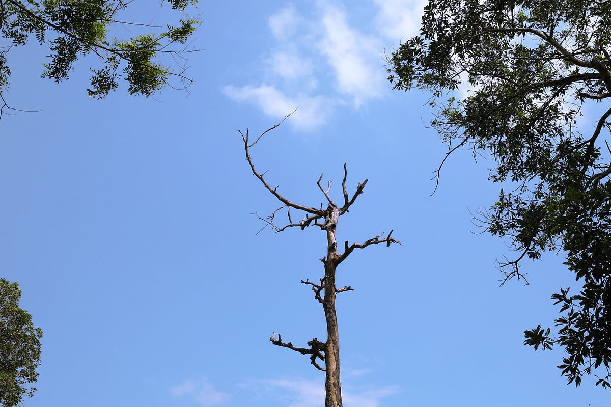 চা-বাগানের টিলায় ঠায় দাঁড়িয়ে মরা গাছটি।